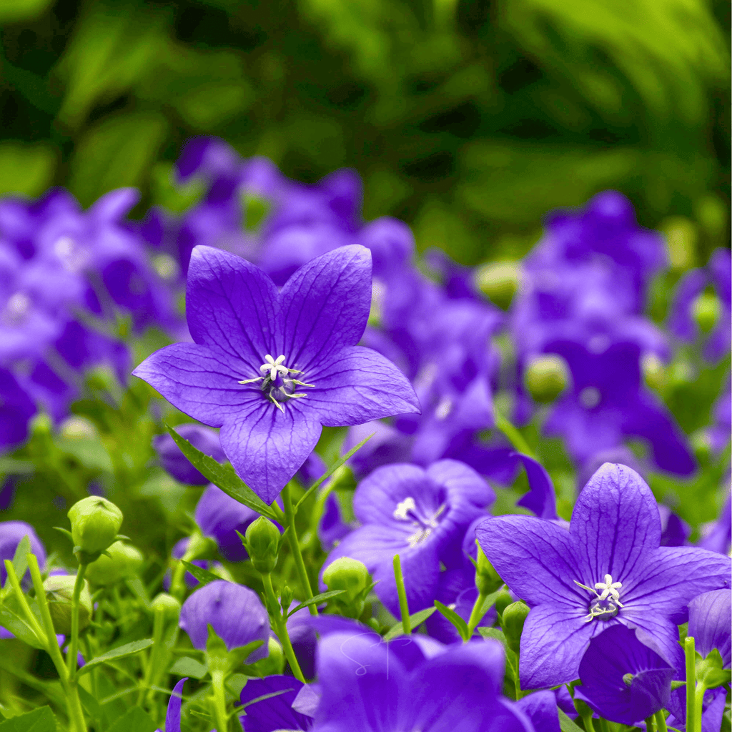 Blue Balloon Flower – 50 Seeds | Seeds | Wiccan Center