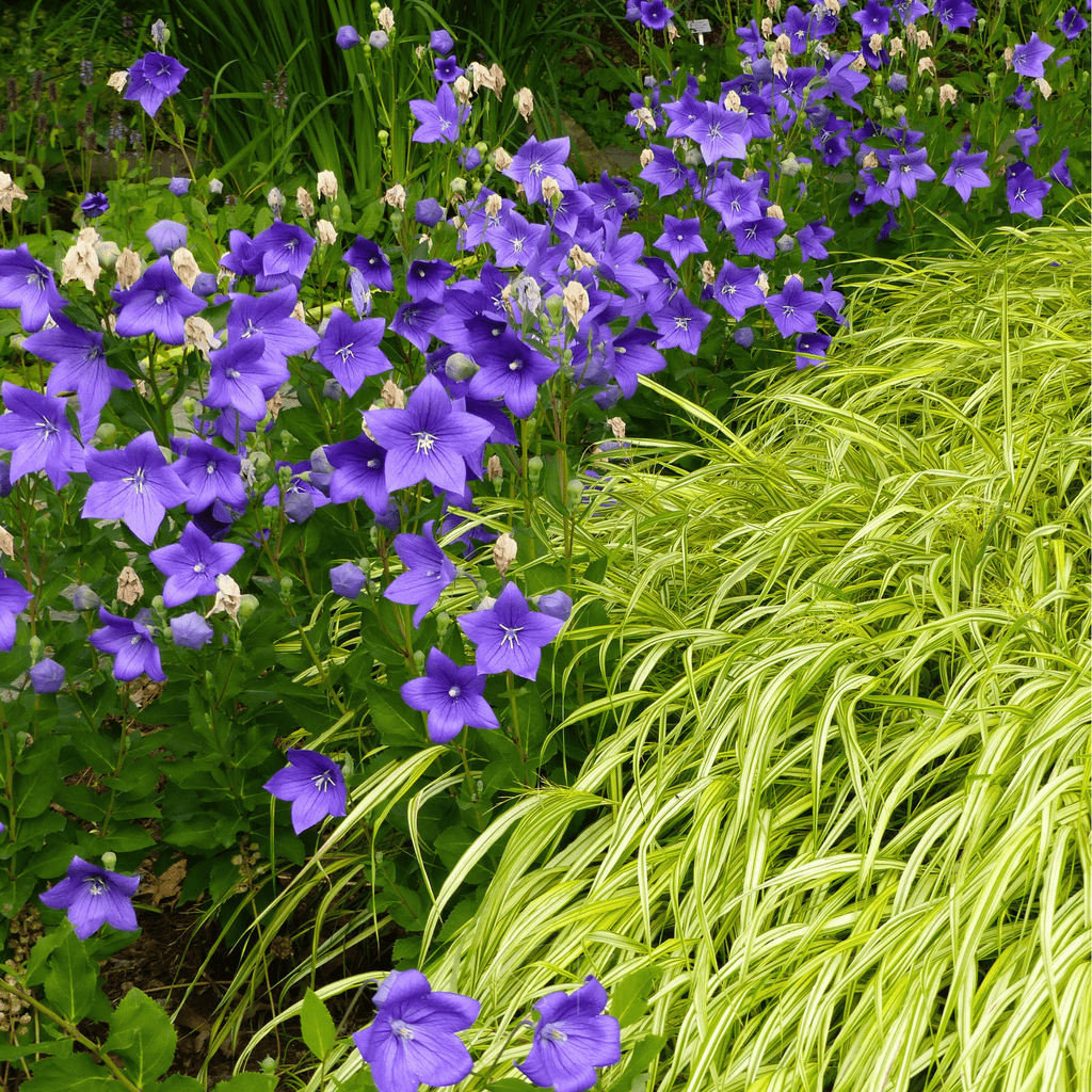 Blue Balloon Flower – 50 Seeds | Seeds | Wiccan Center