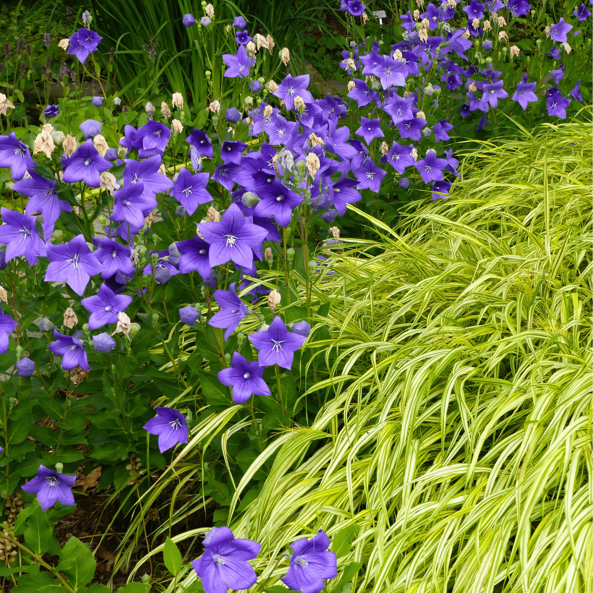 Blue Balloon Flower – 50 Seeds | Seeds | Wiccan Center