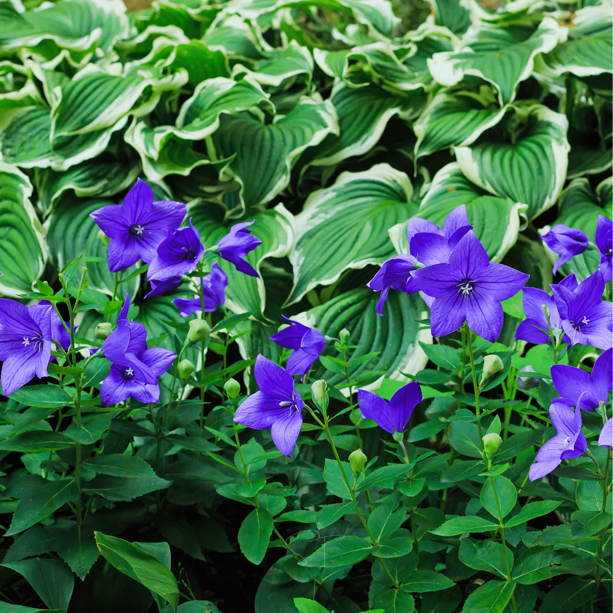 Blue Balloon Flower – 50 Seeds | Seeds | Wiccan Center