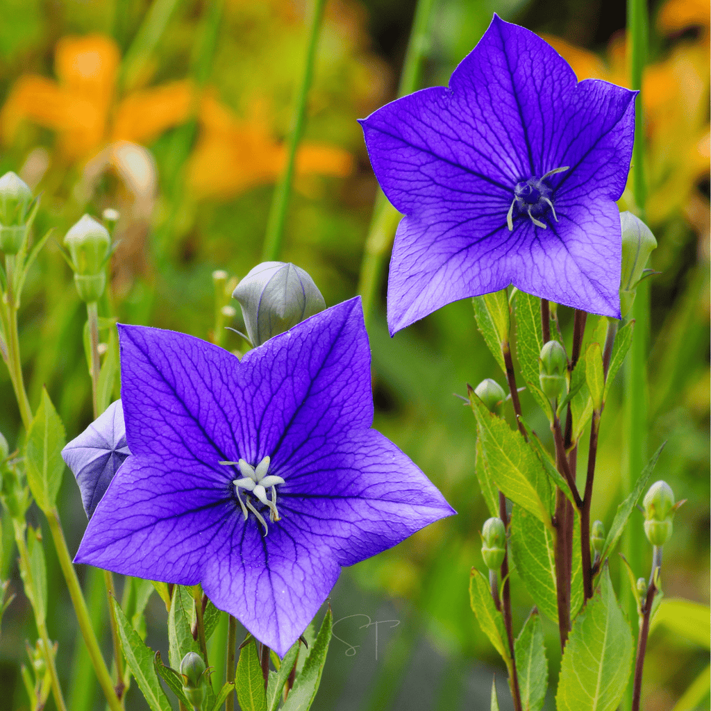 Blue Balloon Flower – 50 Seeds | Seeds | Wiccan Center