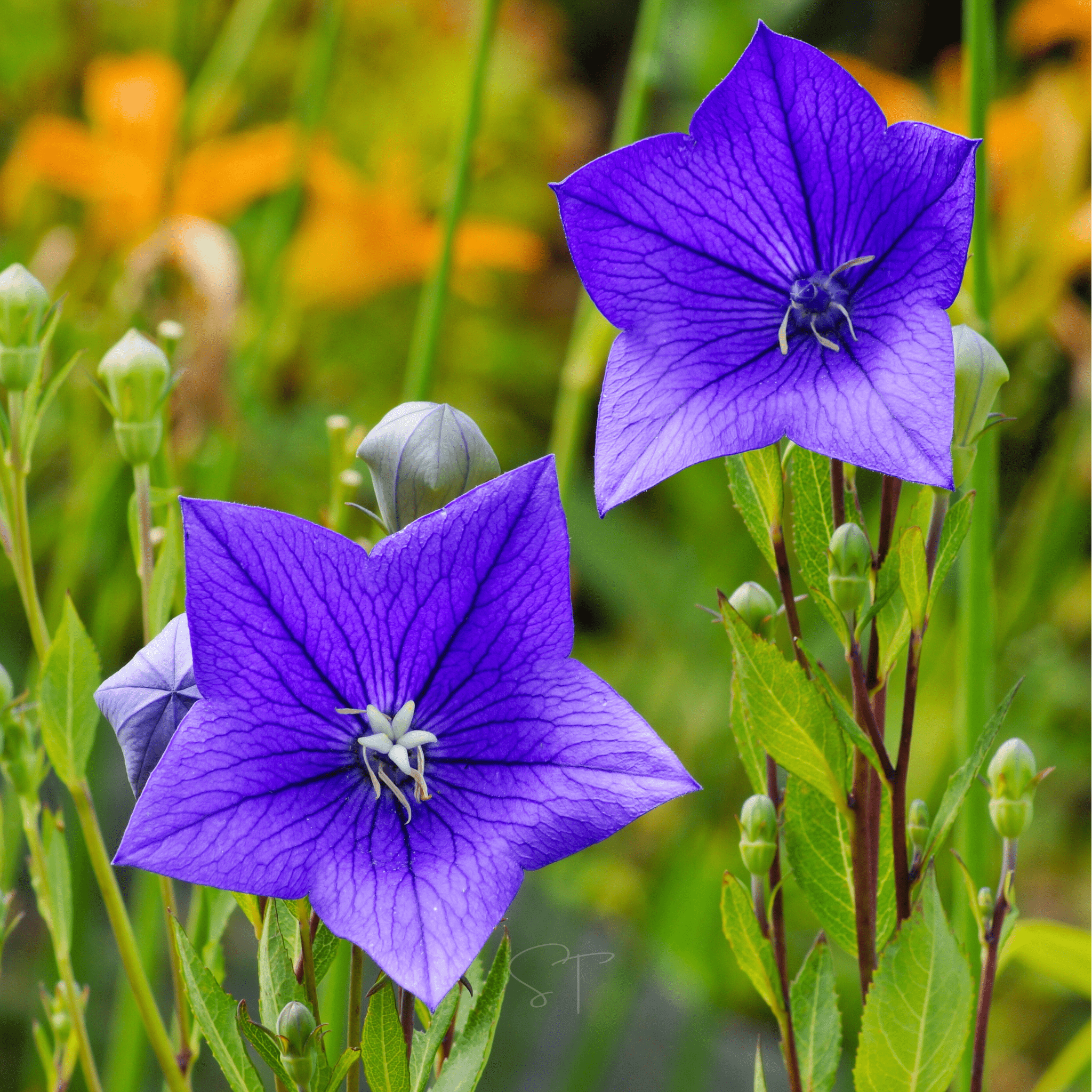 Blue Balloon Flower – 50 Seeds | Seeds | Wiccan Center