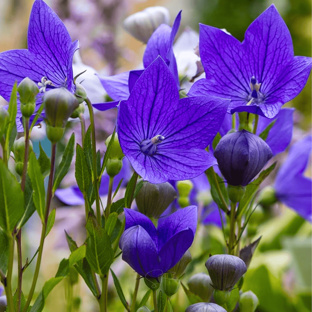 Blue Balloon Flower – 50 Seeds | Seeds | Wiccan Center