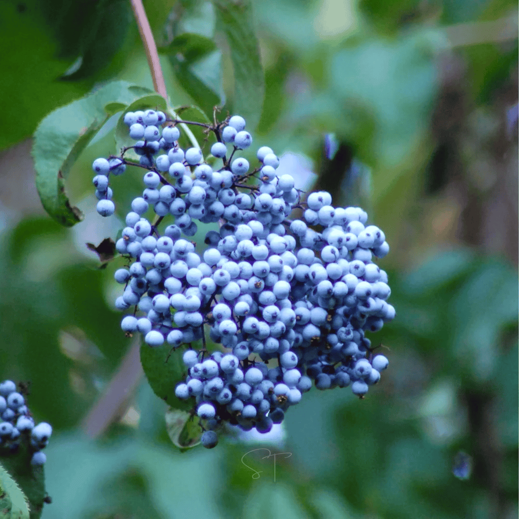 Blue Elderberry – 50 Seeds | Seeds | Wiccan Center
