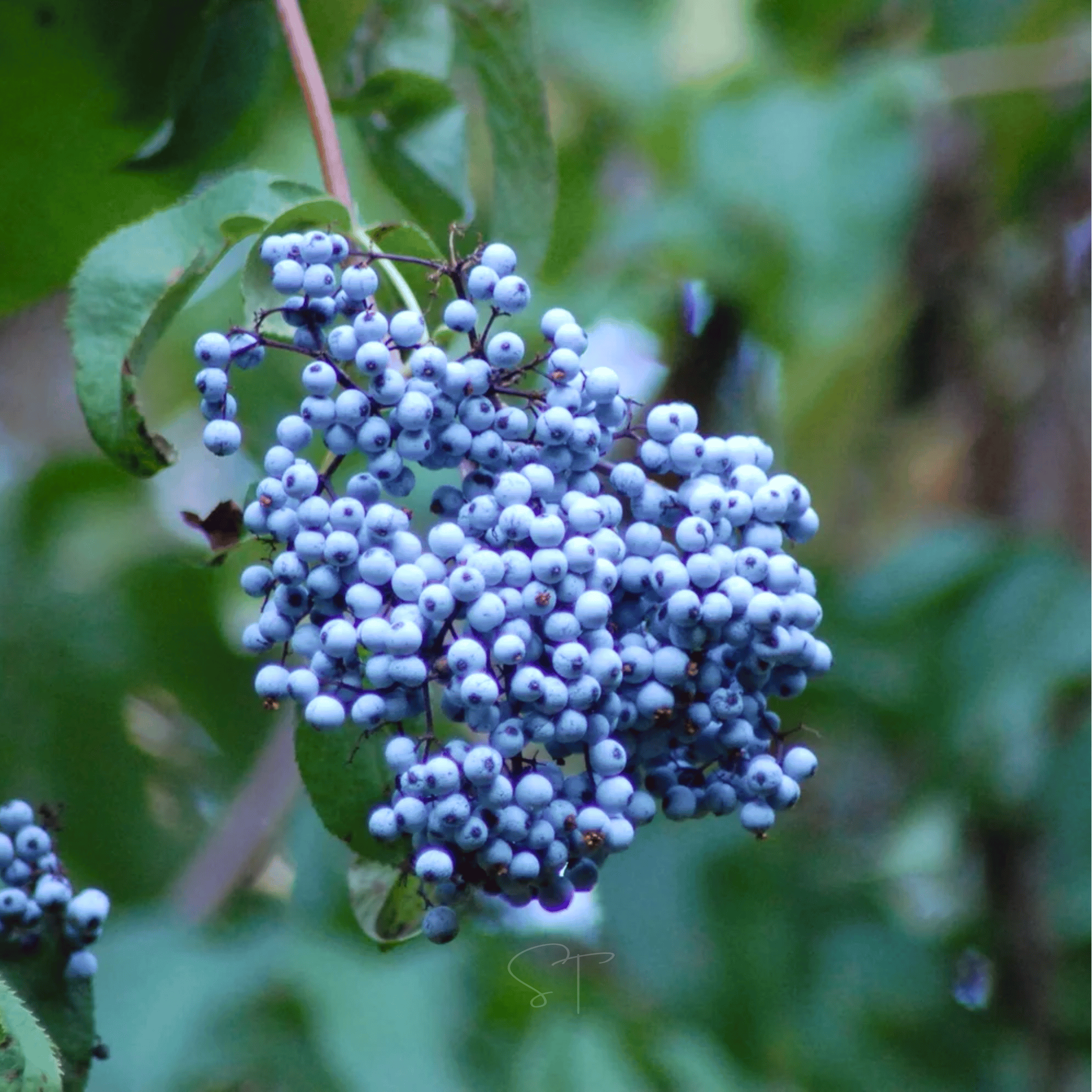 Blue Elderberry – 50 Seeds | Seeds | Wiccan Center