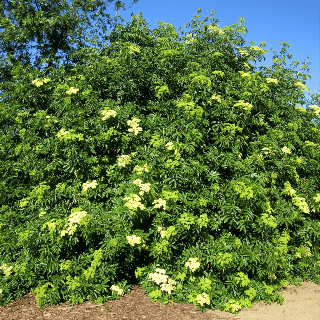 Blue Elderberry – 50 Seeds | Seeds | Wiccan Center
