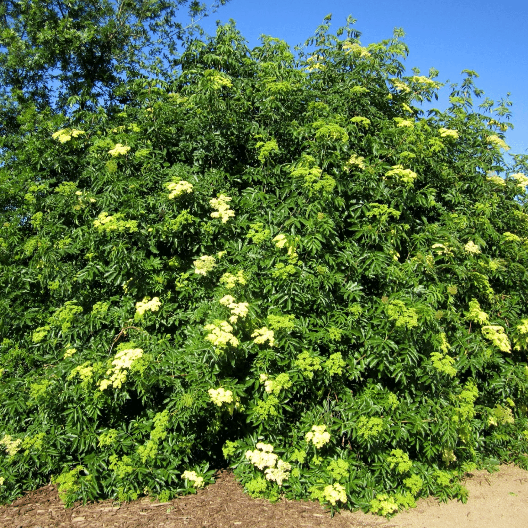 Blue Elderberry – 50 Seeds | Seeds | Wiccan Center