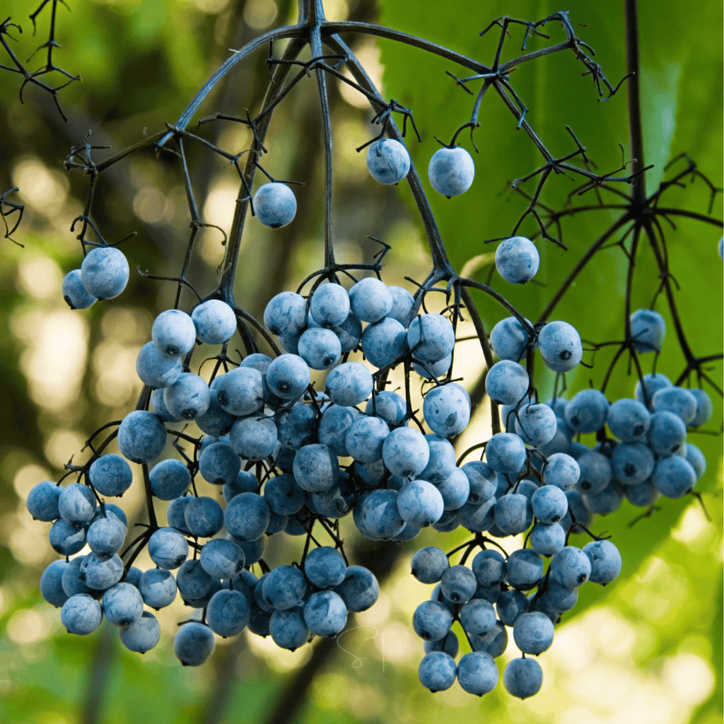 Blue Elderberry – 50 Seeds | Seeds | Wiccan Center