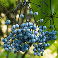 Blue Elderberry – 50 Seeds | Seeds | Wiccan Center