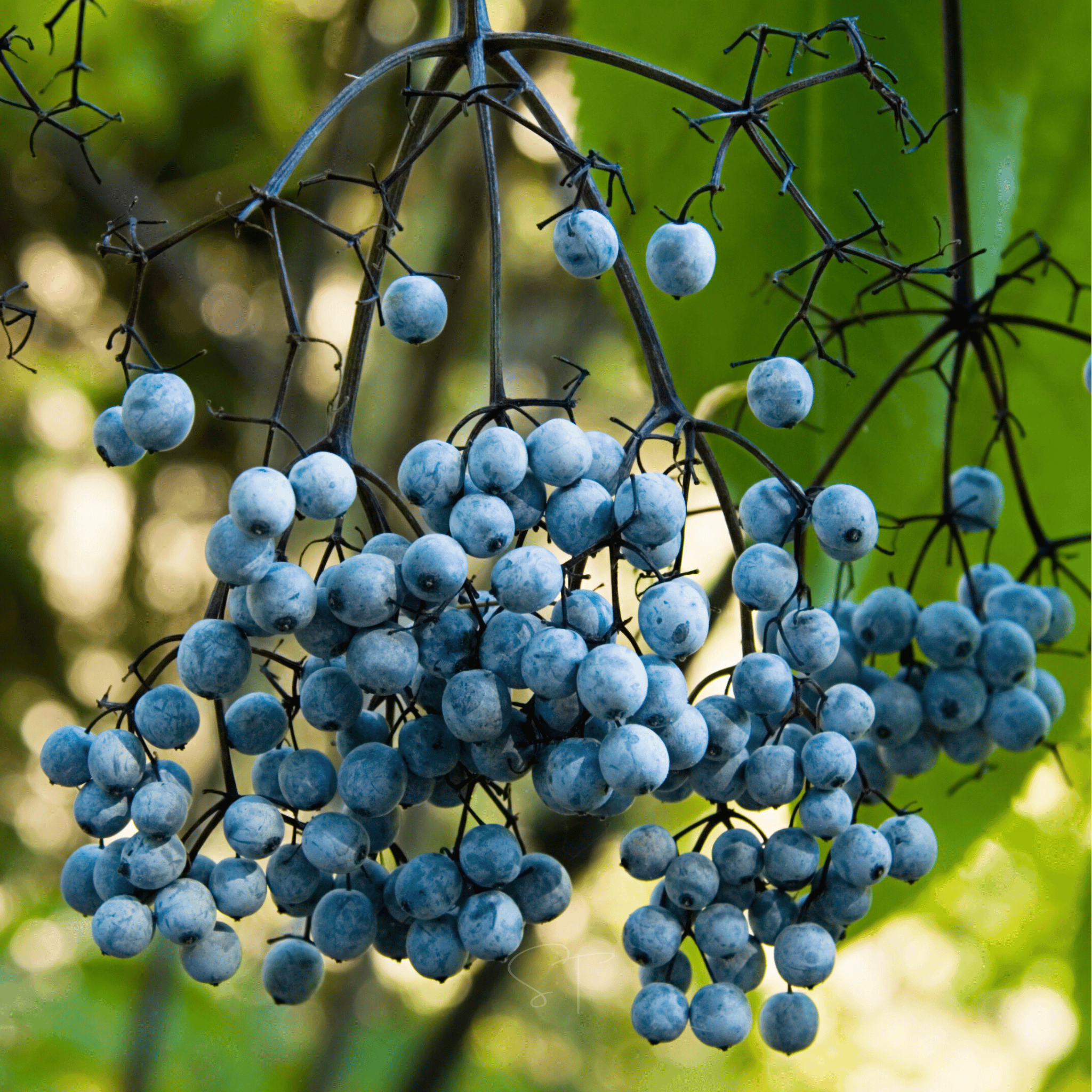 Blue Elderberry – 50 Seeds | Seeds | Wiccan Center