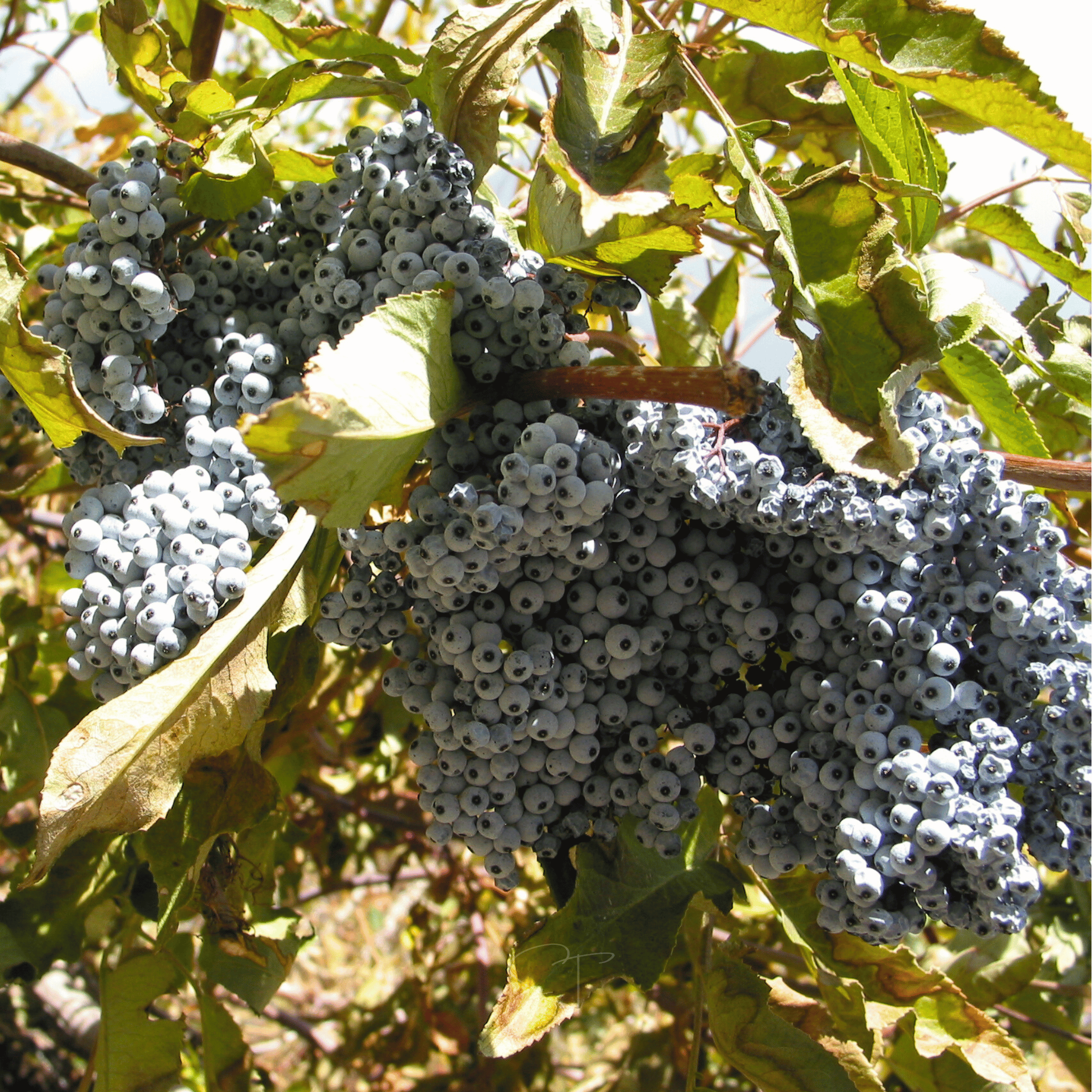 Blue Elderberry – 50 Seeds | Seeds | Wiccan Center