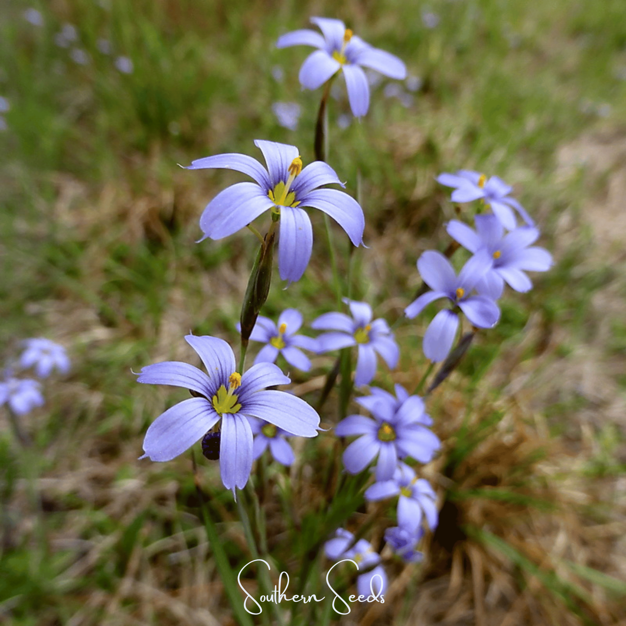 Blue Eyed Stout Grass – 50 Seeds | Seeds | Wiccan Center