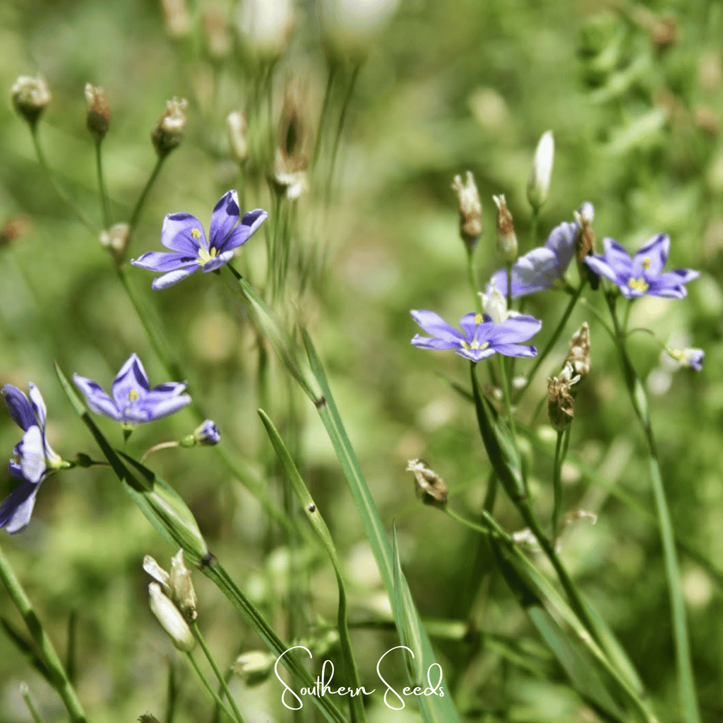 Blue Eyed Stout Grass – 50 Seeds | Seeds | Wiccan Center