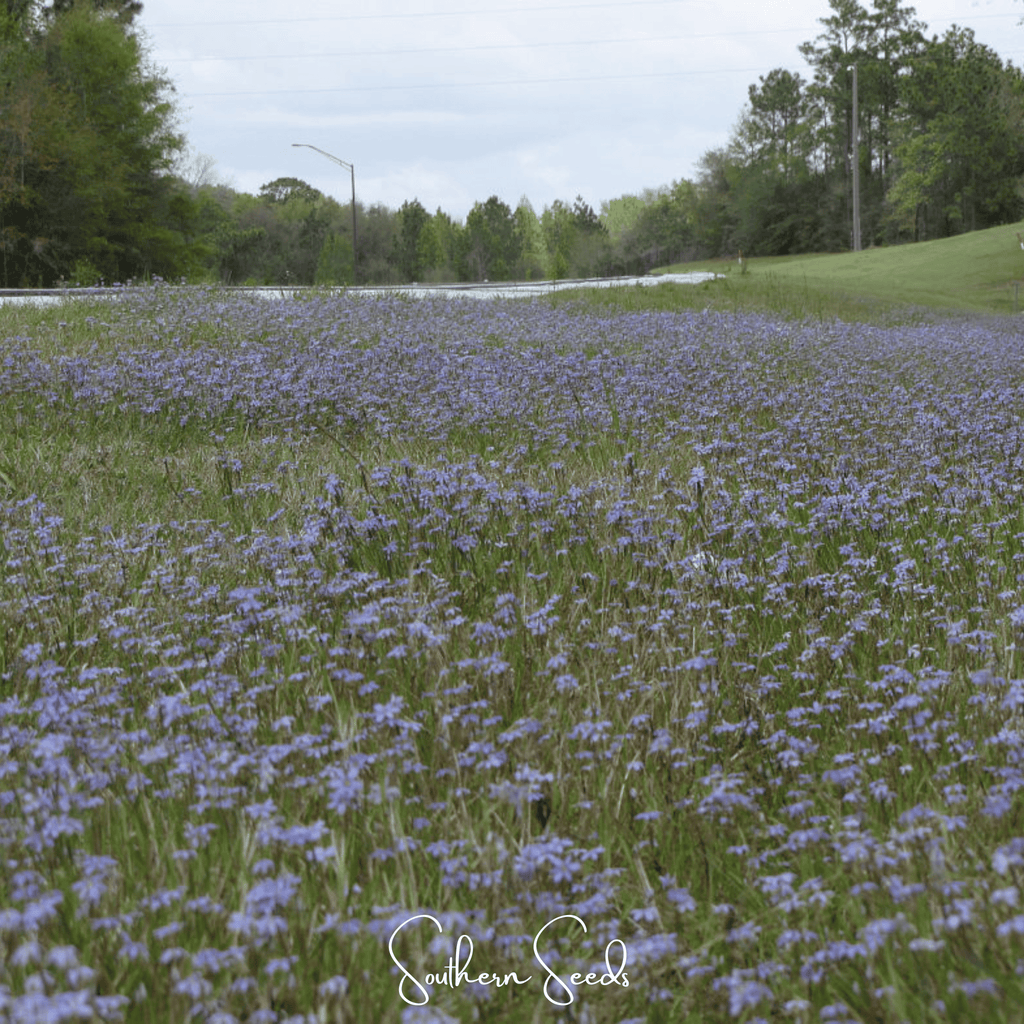 Blue Eyed Stout Grass – 50 Seeds | Seeds | Wiccan Center
