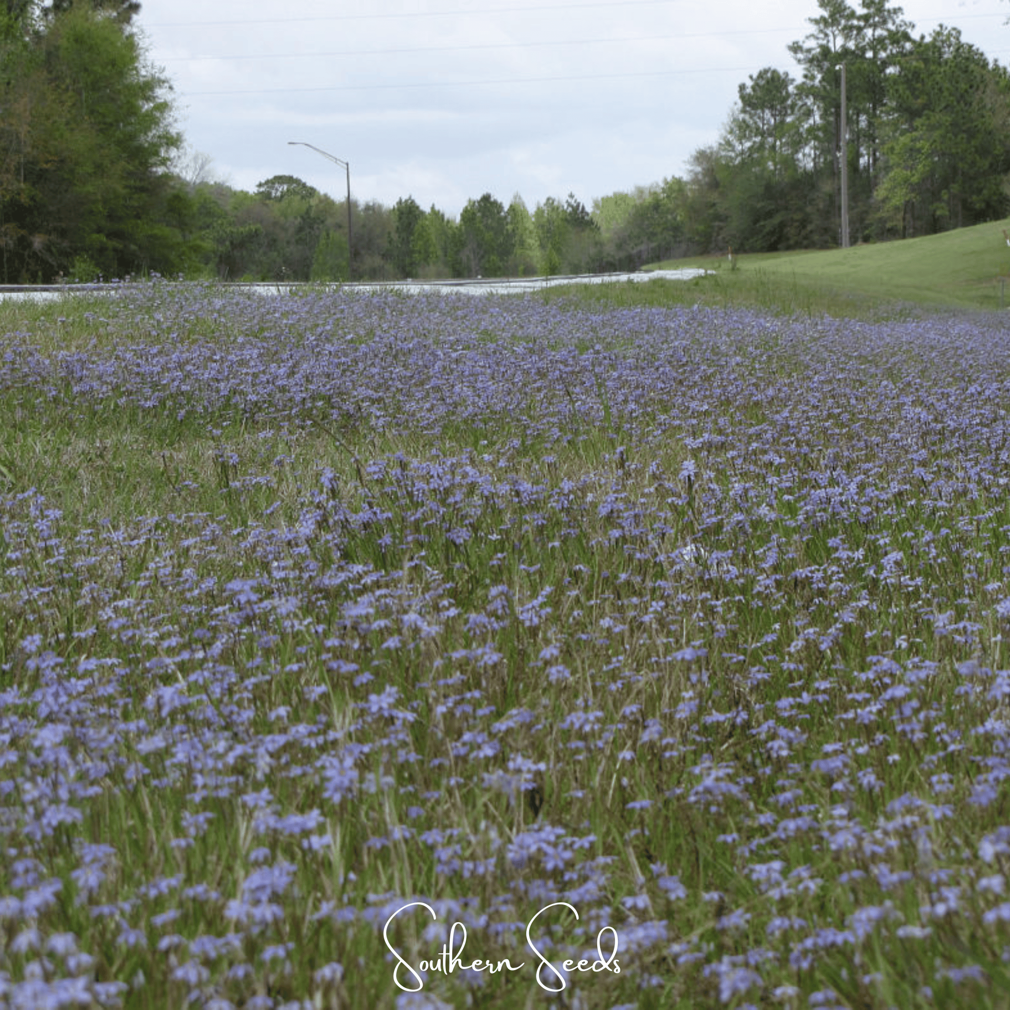 Blue Eyed Stout Grass – 50 Seeds | Seeds | Wiccan Center