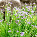 Blue Eyed Stout Grass – 50 Seeds | Seeds | Wiccan Center
