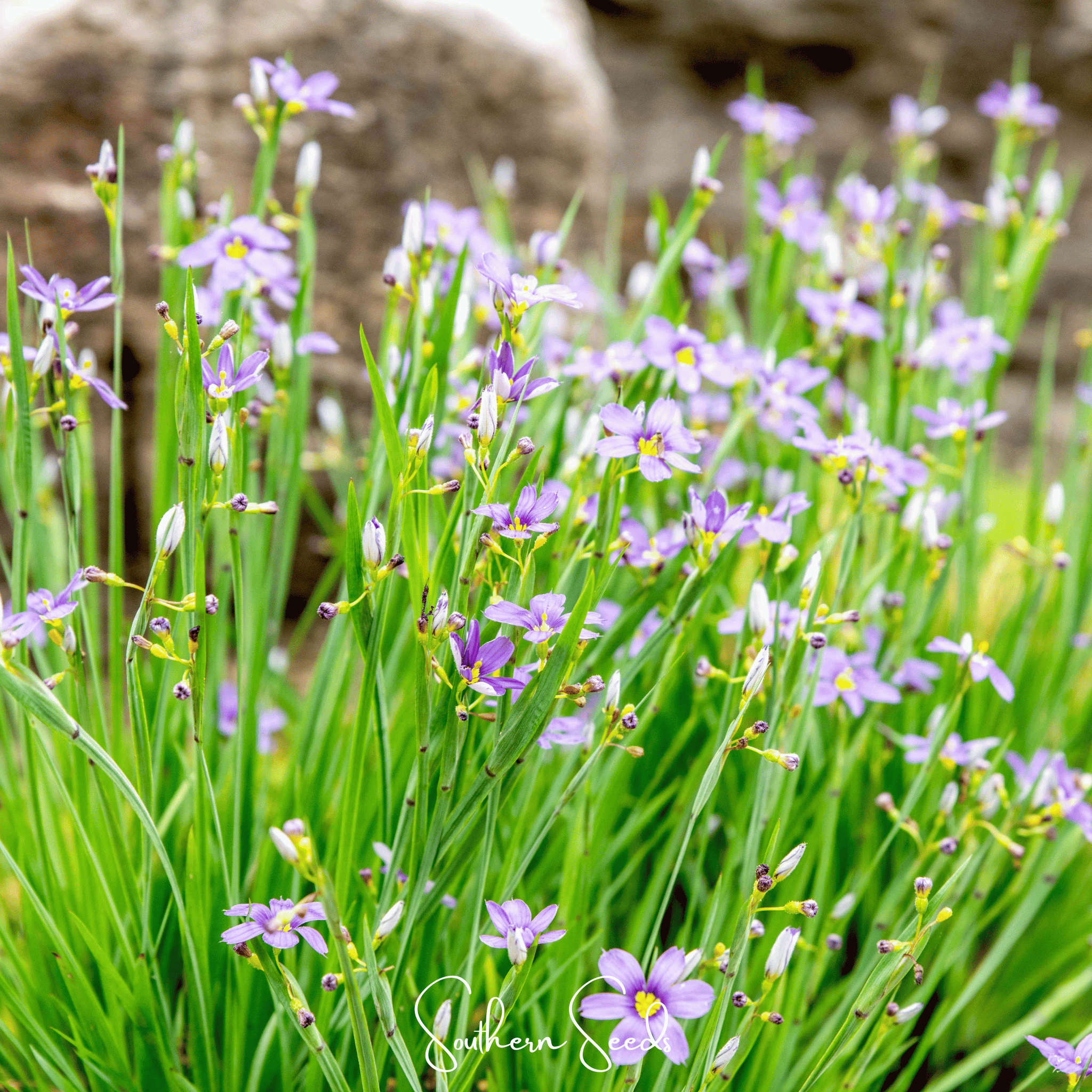 Blue Eyed Stout Grass – 50 Seeds | Seeds | Wiccan Center