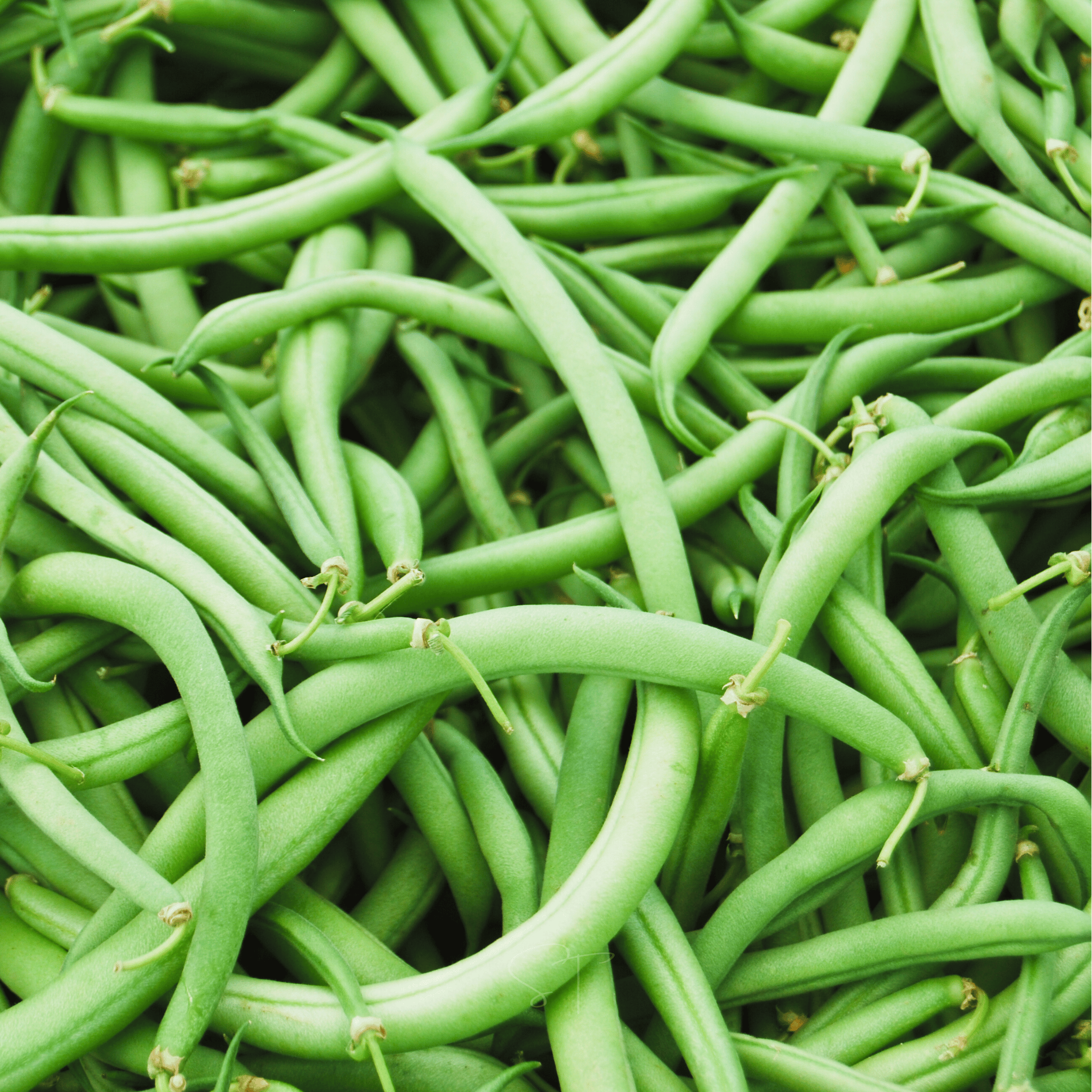 Blue Lake Bean (Pole) – 50 Seeds | Seeds | Wiccan Center