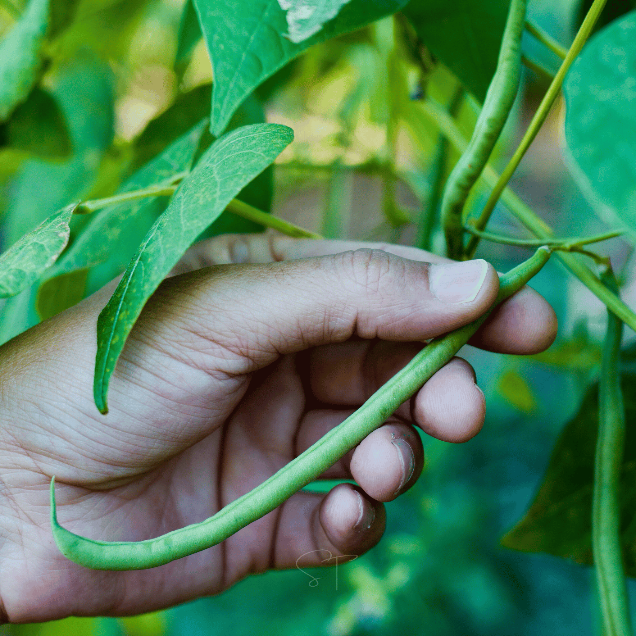 Blue Lake Bean (Pole) – 50 Seeds | Seeds | Wiccan Center