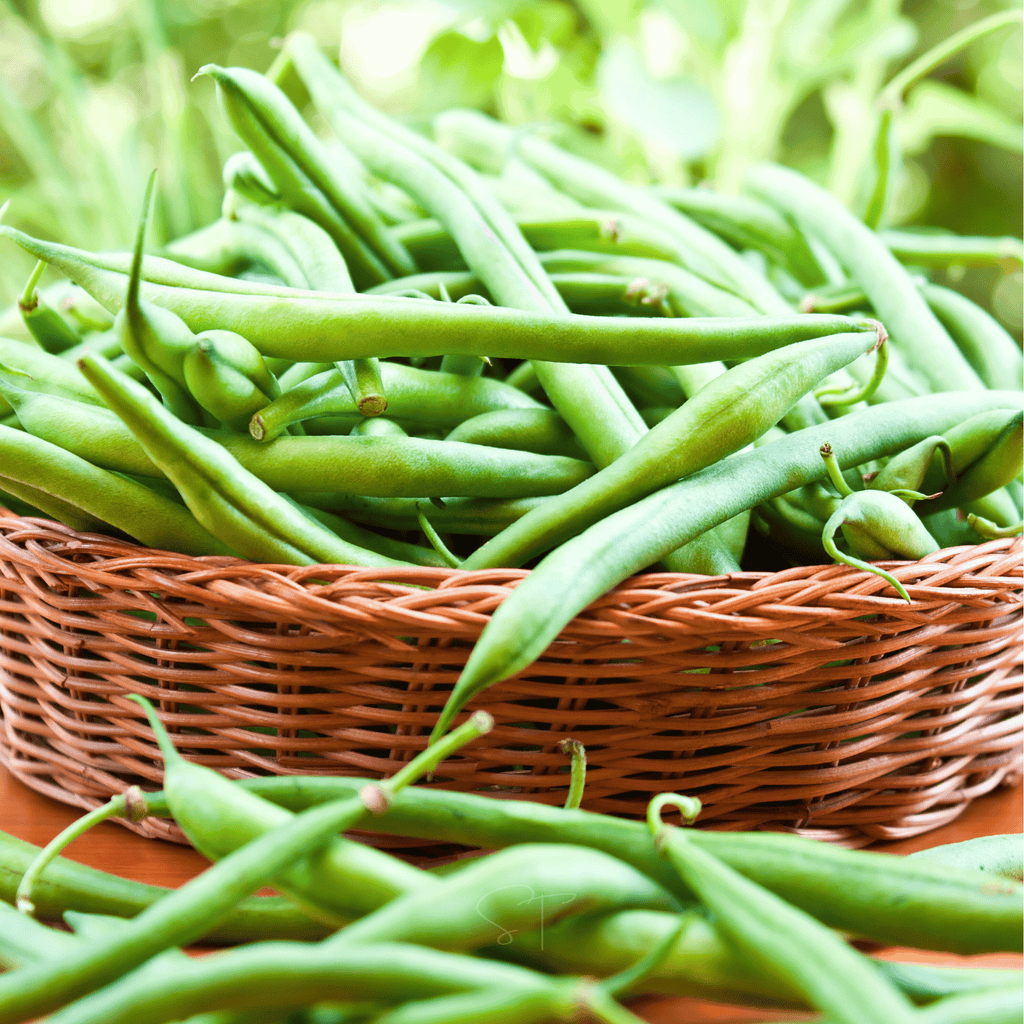 Blue Lake Bean (Pole) – 50 Seeds | Seeds | Wiccan Center