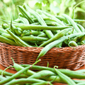Blue Lake Bean (Pole) – 50 Seeds | Seeds | Wiccan Center