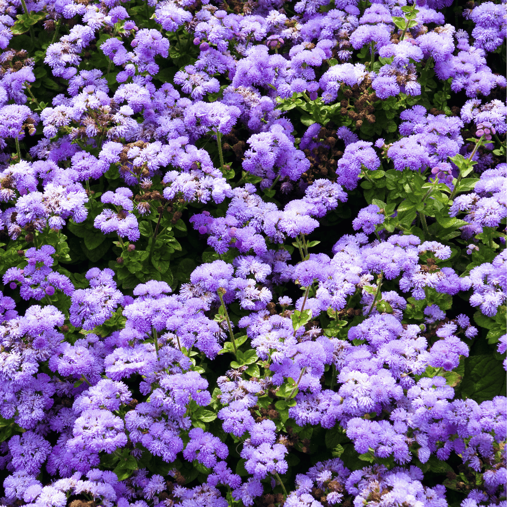 Blue Mink Dwarf Ageratum – 100 Seeds | Seeds | Wiccan Center