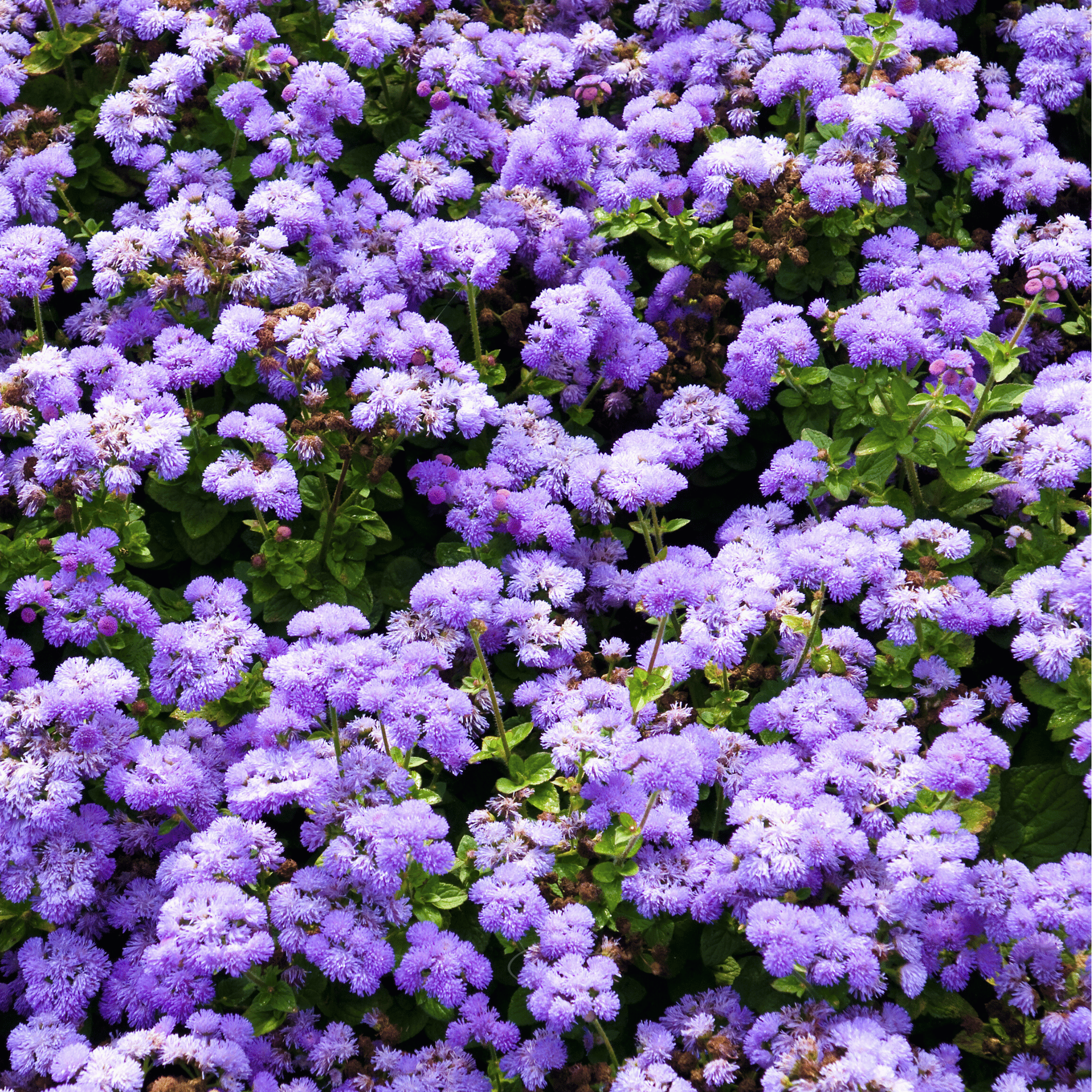 Blue Mink Dwarf Ageratum – 100 Seeds | Seeds | Wiccan Center