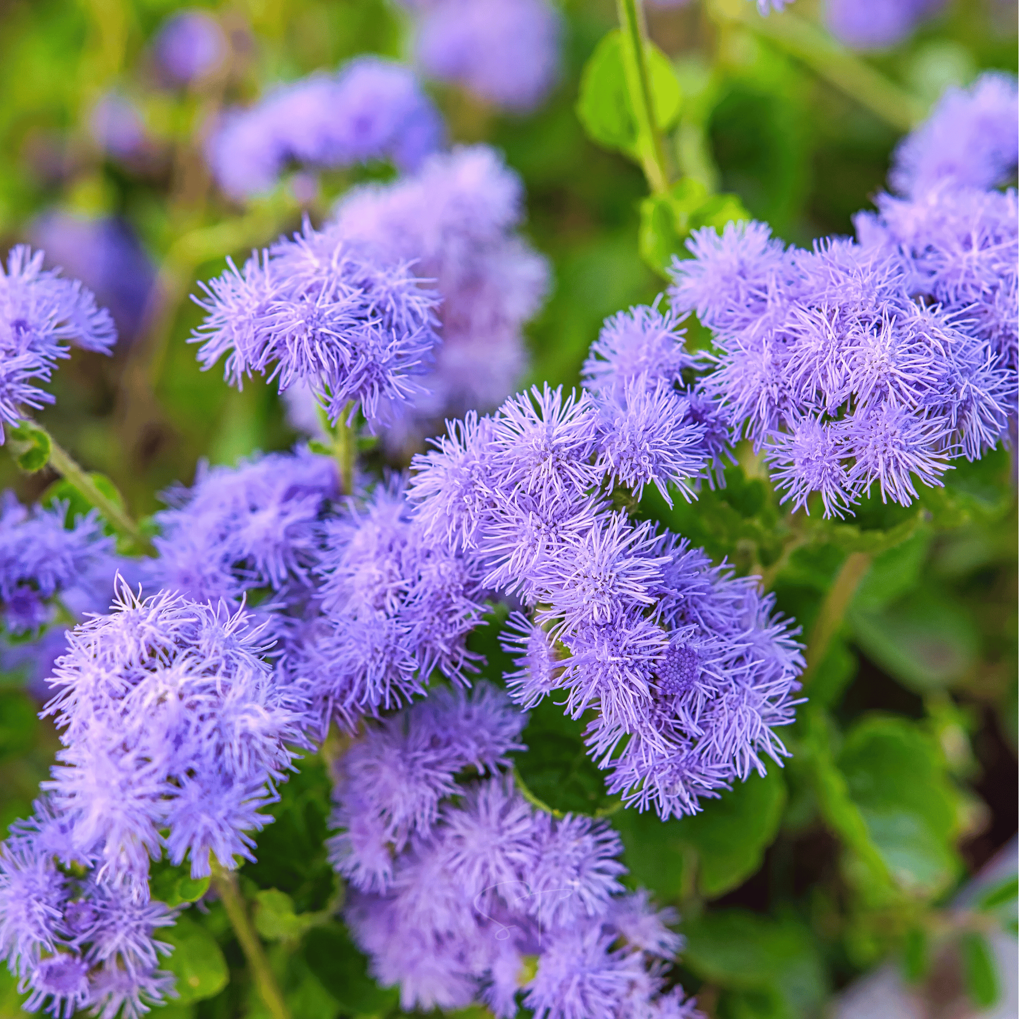 Blue Mink Dwarf Ageratum – 100 Seeds | Seeds | Wiccan Center