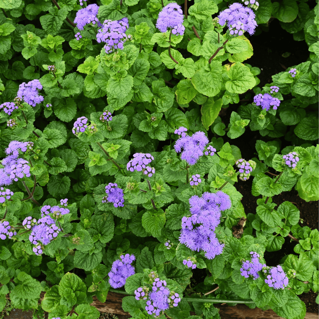 Blue Mink Dwarf Ageratum – 100 Seeds | Seeds | Wiccan Center