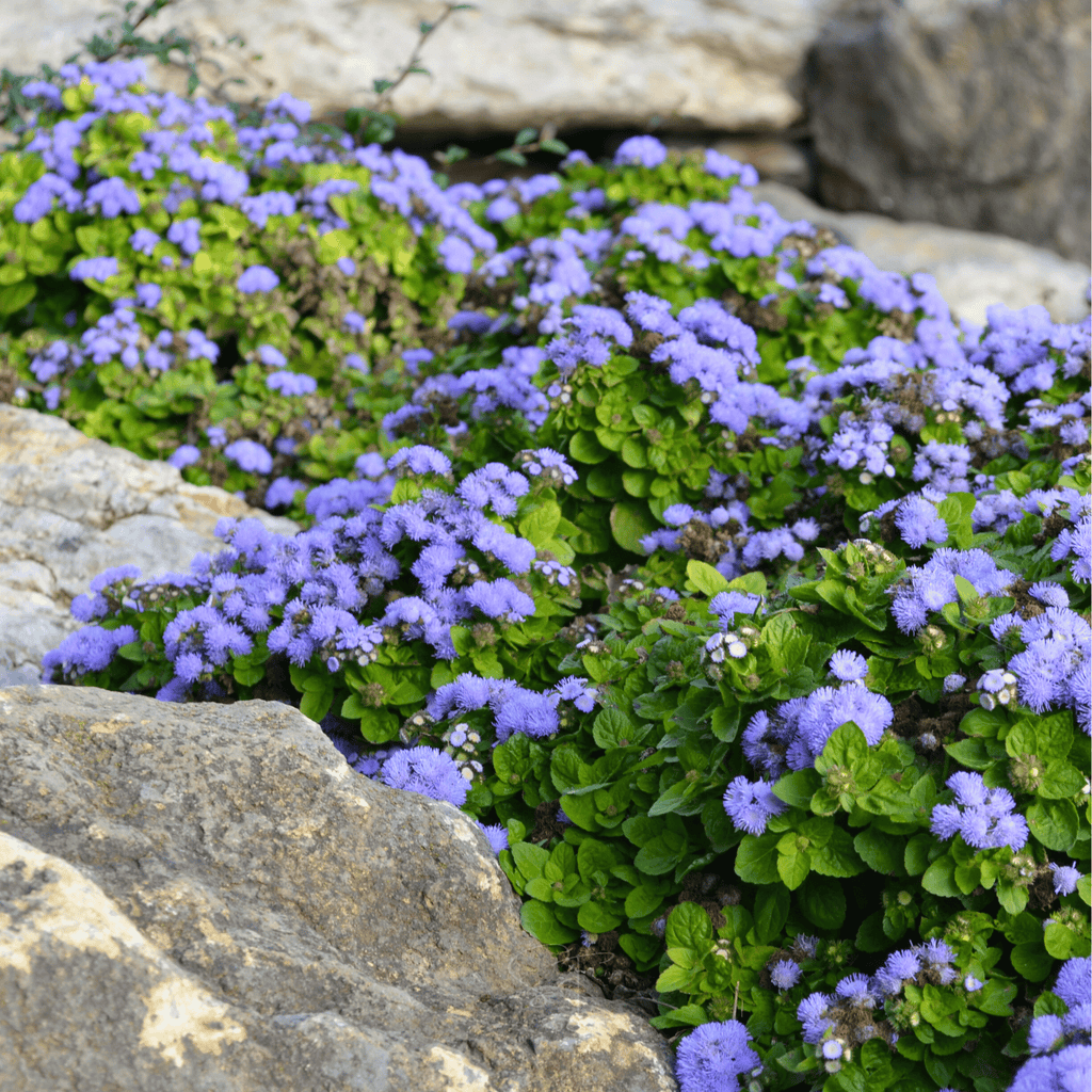 Blue Mink Dwarf Ageratum – 100 Seeds | Seeds | Wiccan Center