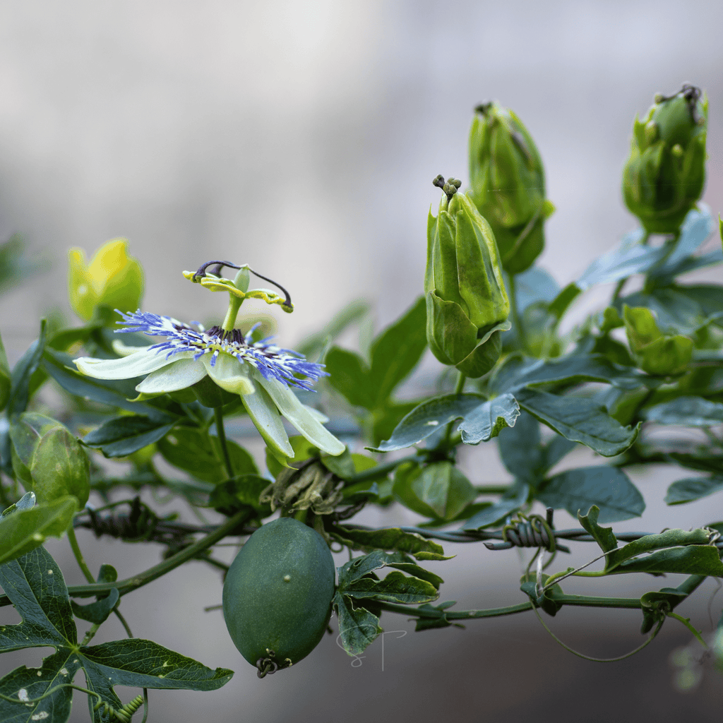 Blue Passionflower – 20 Seeds | Seeds | Wiccan Center