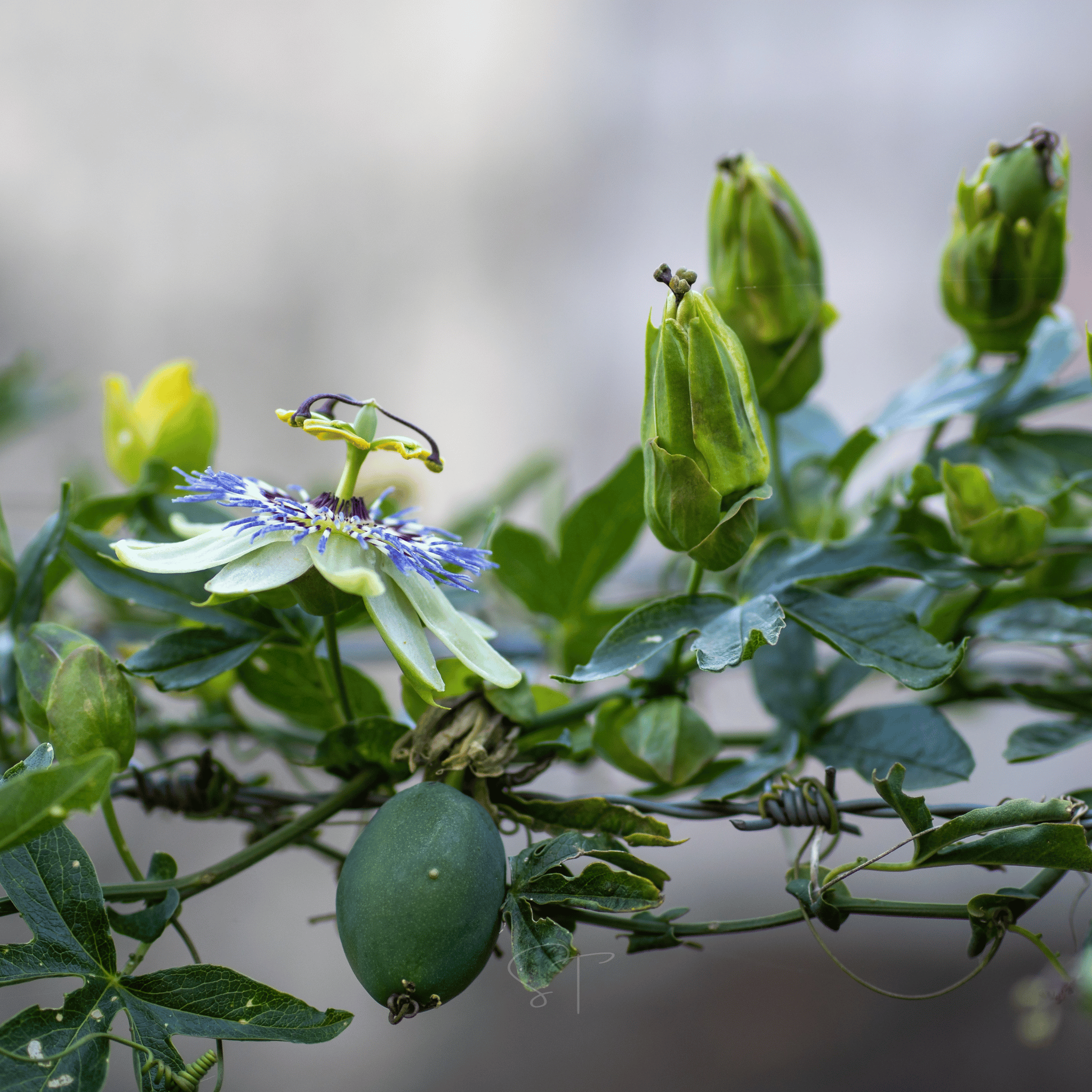 Blue Passionflower – 20 Seeds | Seeds | Wiccan Center