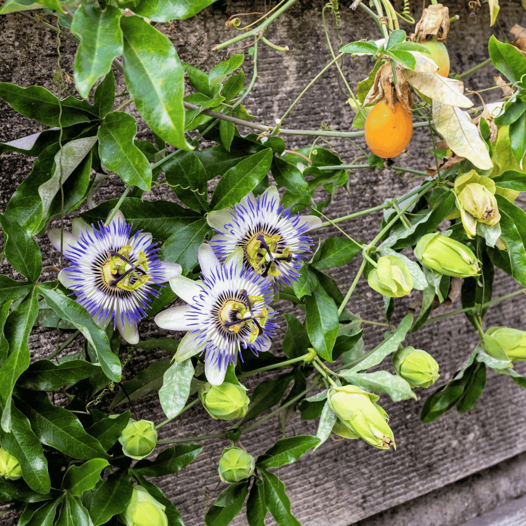 Blue Passionflower – 20 Seeds | Seeds | Wiccan Center