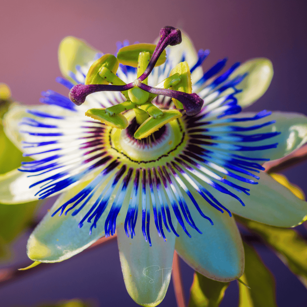 Blue Passionflower – 20 Seeds | Seeds | Wiccan Center