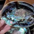 Large Blue Abalone Shell