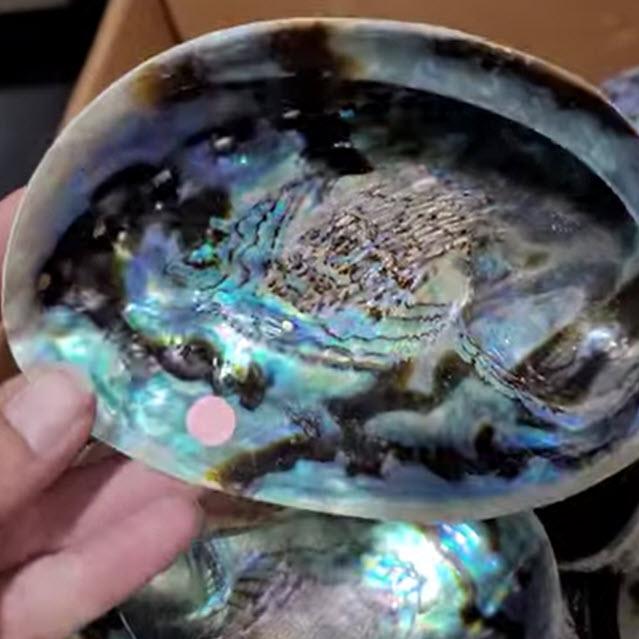Large Blue Abalone Shell