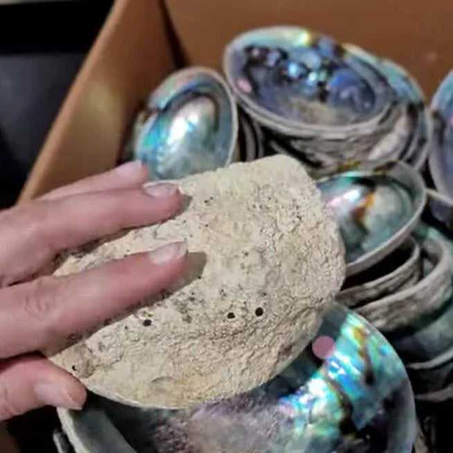 Large Blue Abalone Shell