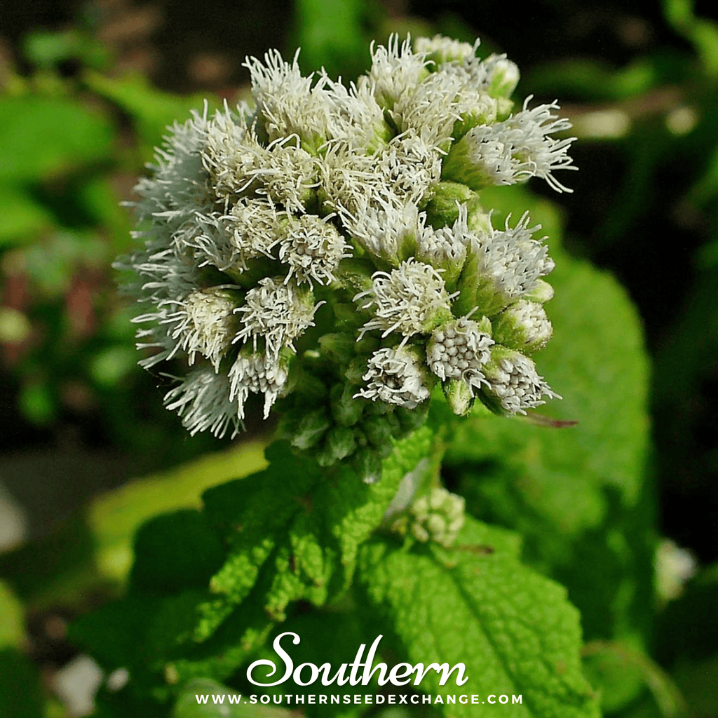 Boneset (Eupatorium) – 100 Seeds | Seeds | Wiccan Center