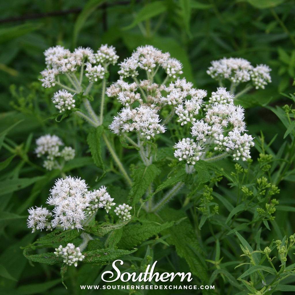 Boneset (Eupatorium) – 100 Seeds | Seeds | Wiccan Center