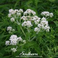Boneset (Eupatorium) – 100 Seeds | Seeds | Wiccan Center