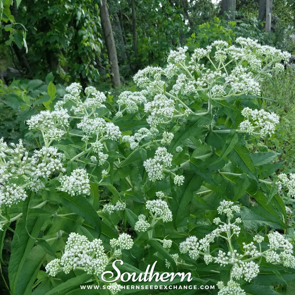 Boneset (Eupatorium) – 100 Seeds | Seeds | Wiccan Center
