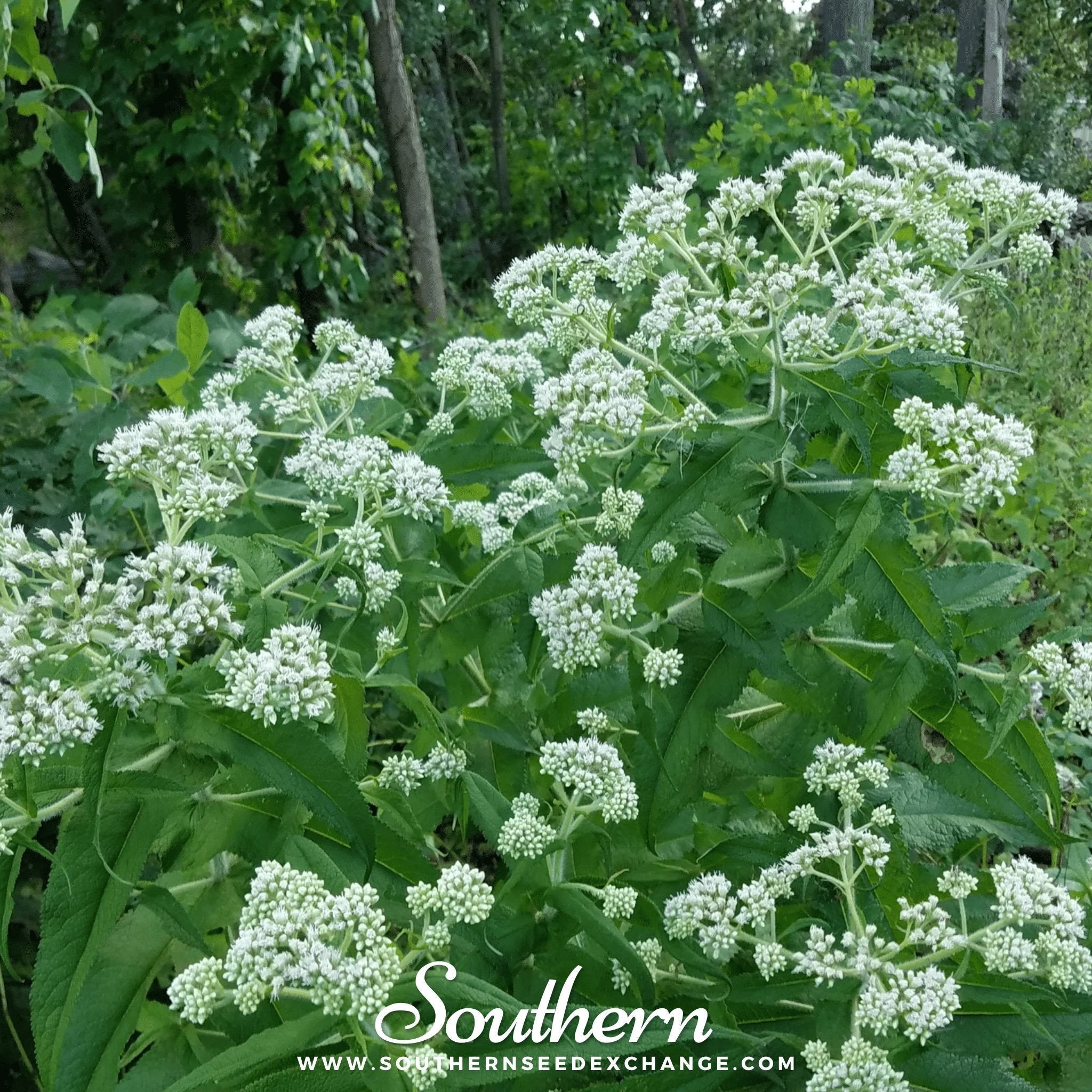 Boneset (Eupatorium) – 100 Seeds | Seeds | Wiccan Center