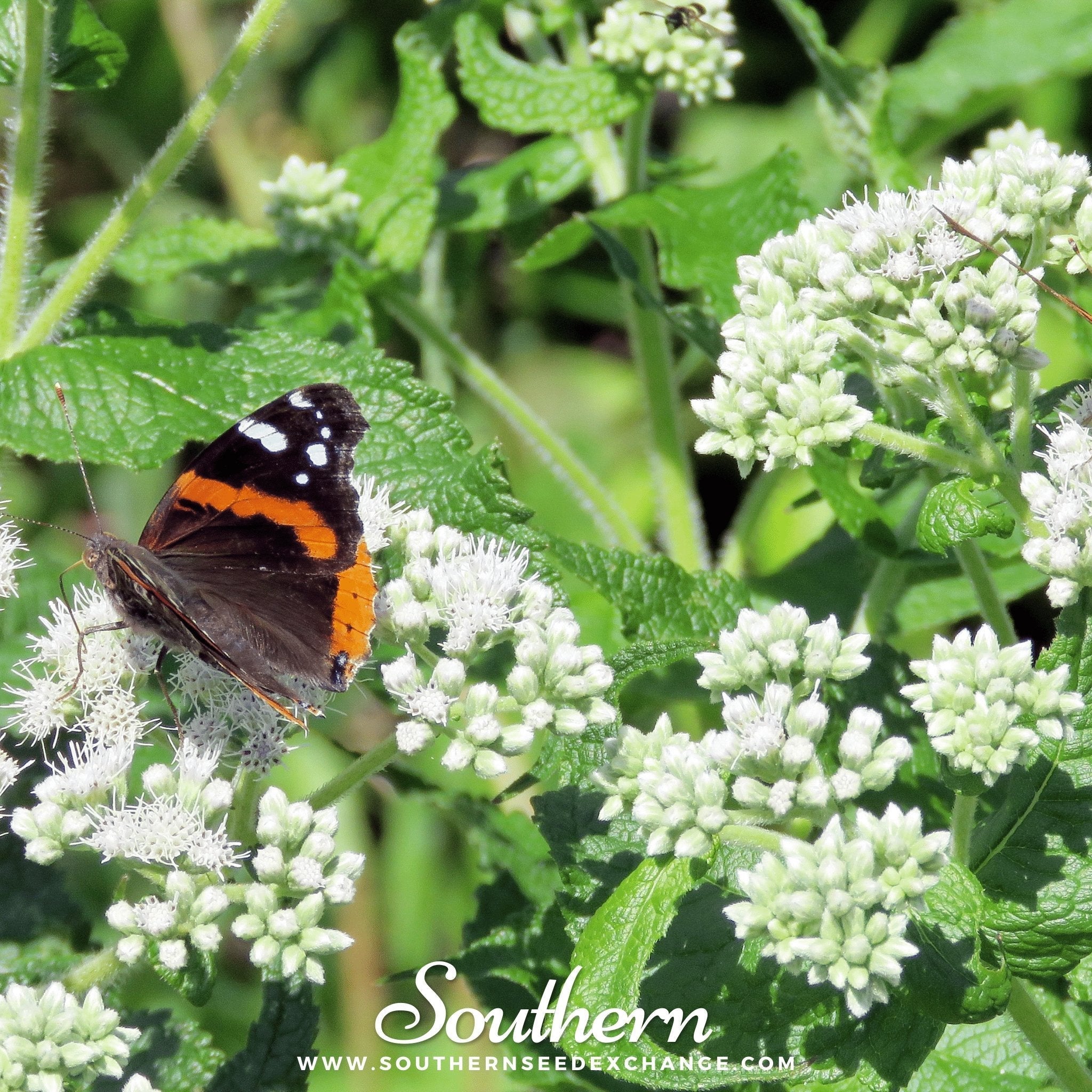 Boneset (Eupatorium) – 100 Seeds | Seeds | Wiccan Center