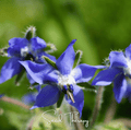 Blue Borage – 100 Seeds | Seeds | Wiccan Center