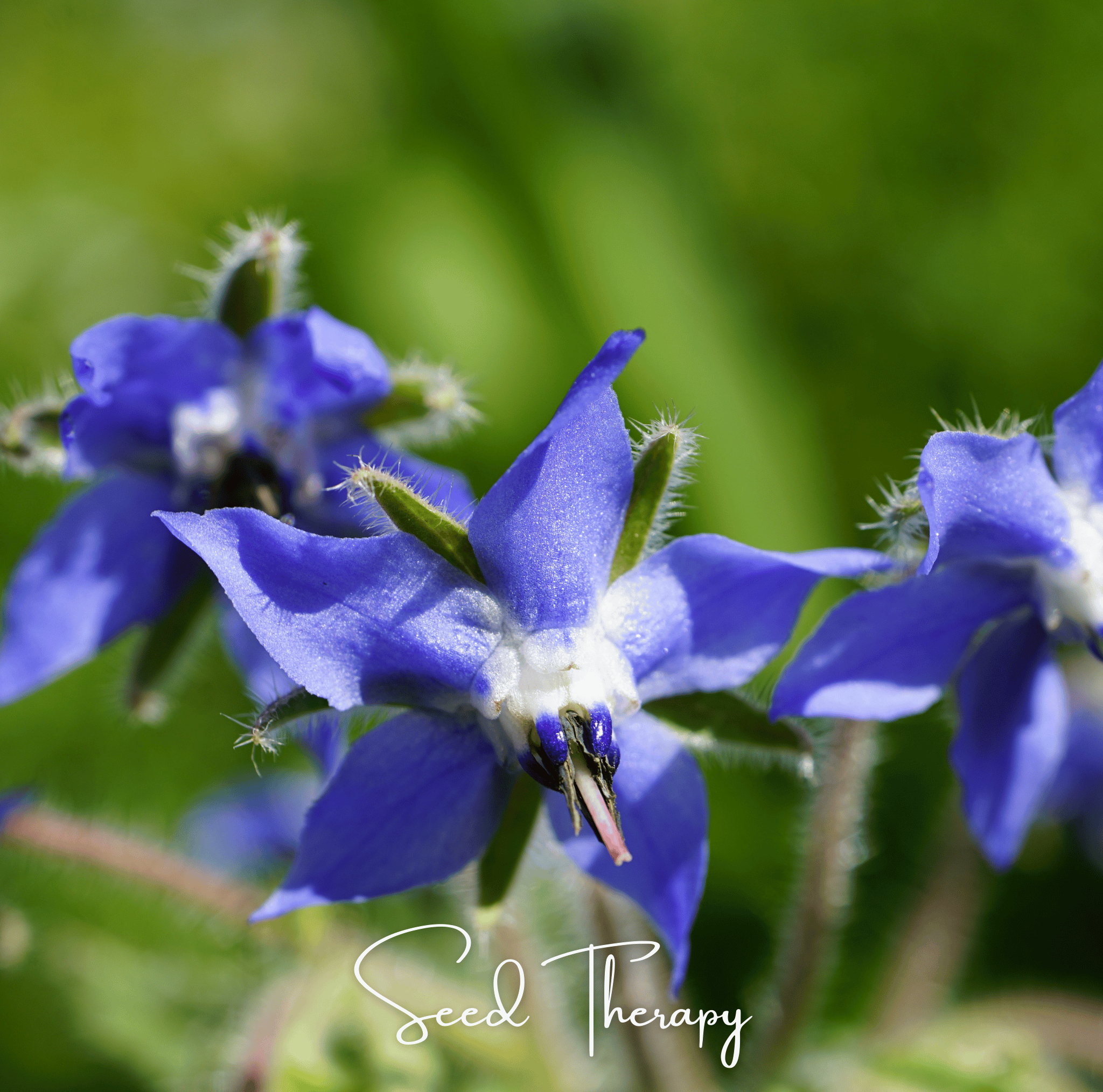 Blue Borage – 100 Seeds | Seeds | Wiccan Center