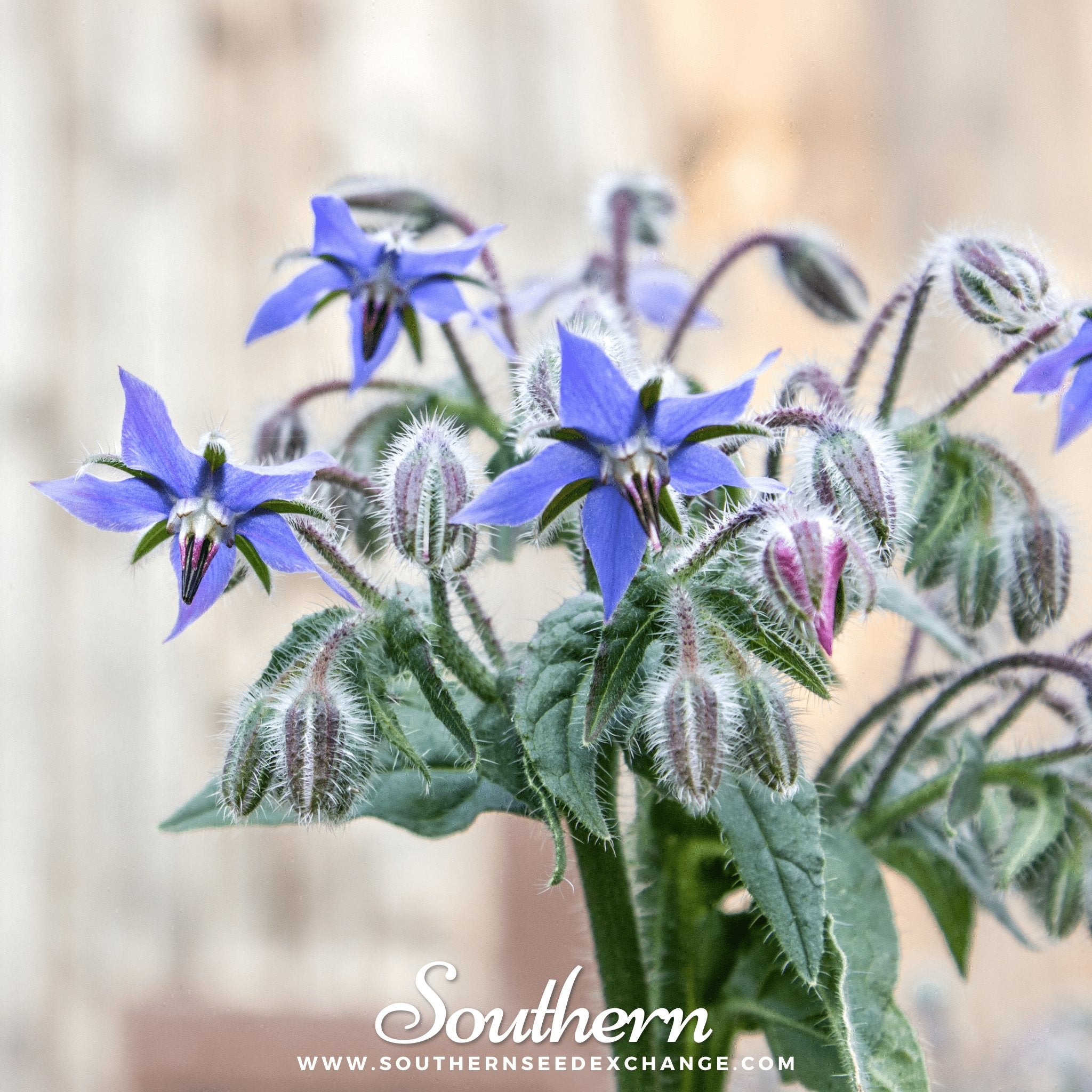 Blue Borage – 100 Seeds | Seeds | Wiccan Center