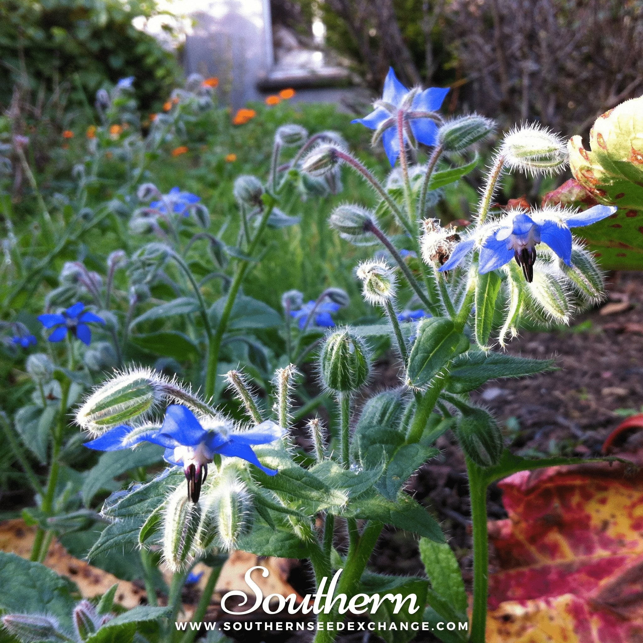 Blue Borage – 100 Seeds | Seeds | Wiccan Center