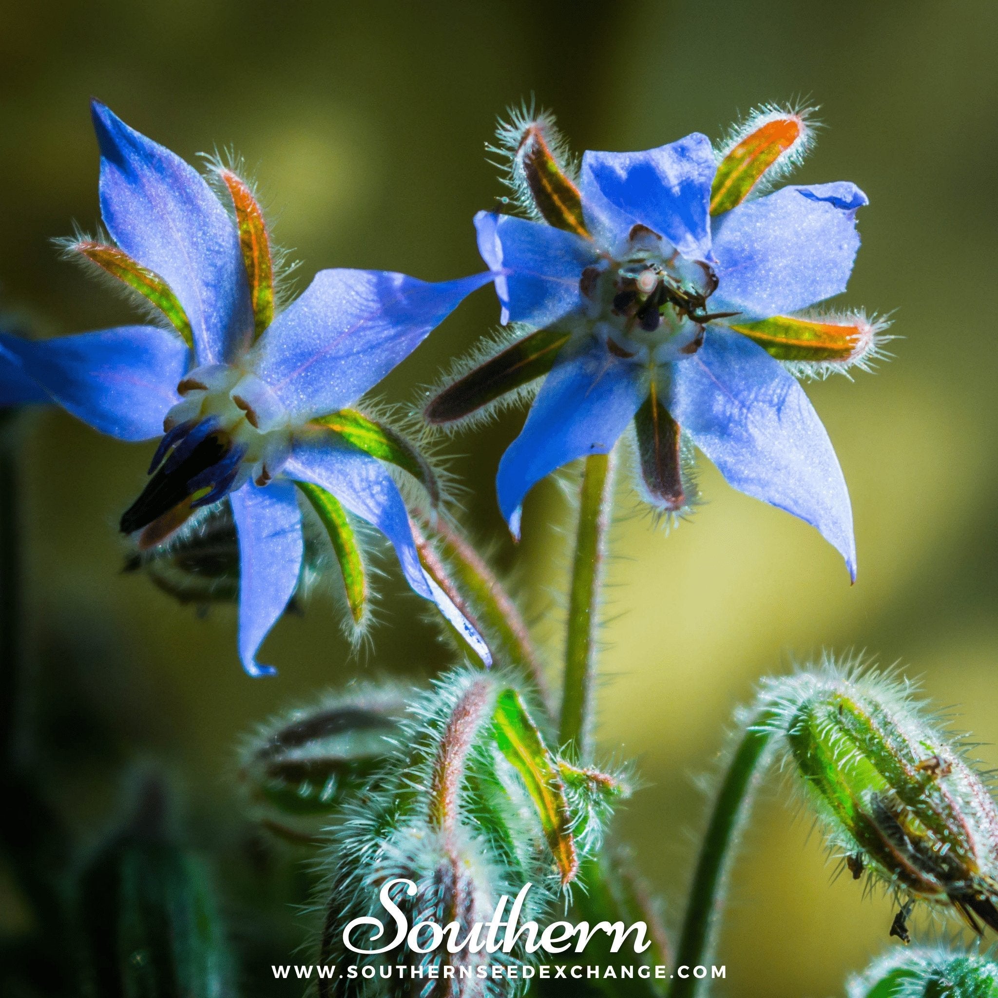 Blue Borage – 100 Seeds | Seeds | Wiccan Center