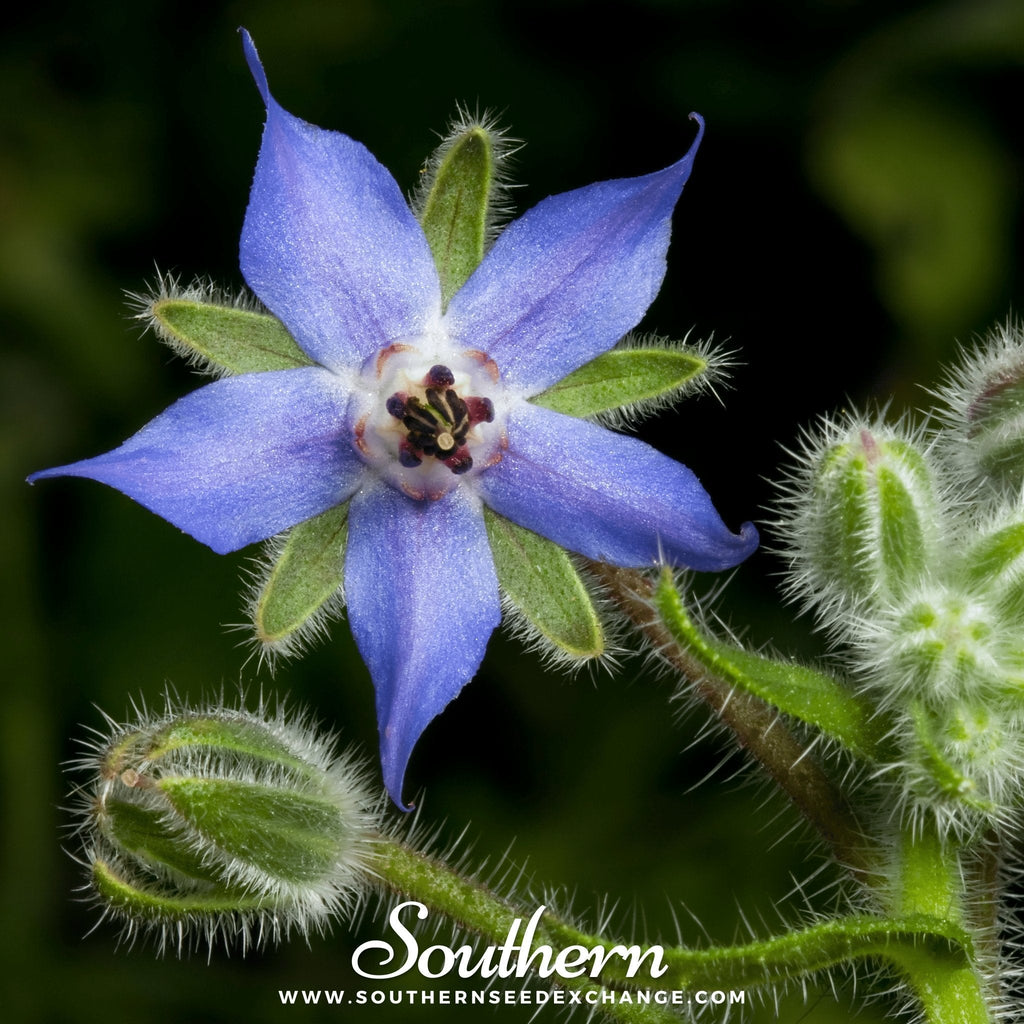 Blue Borage – 100 Seeds | Seeds | Wiccan Center