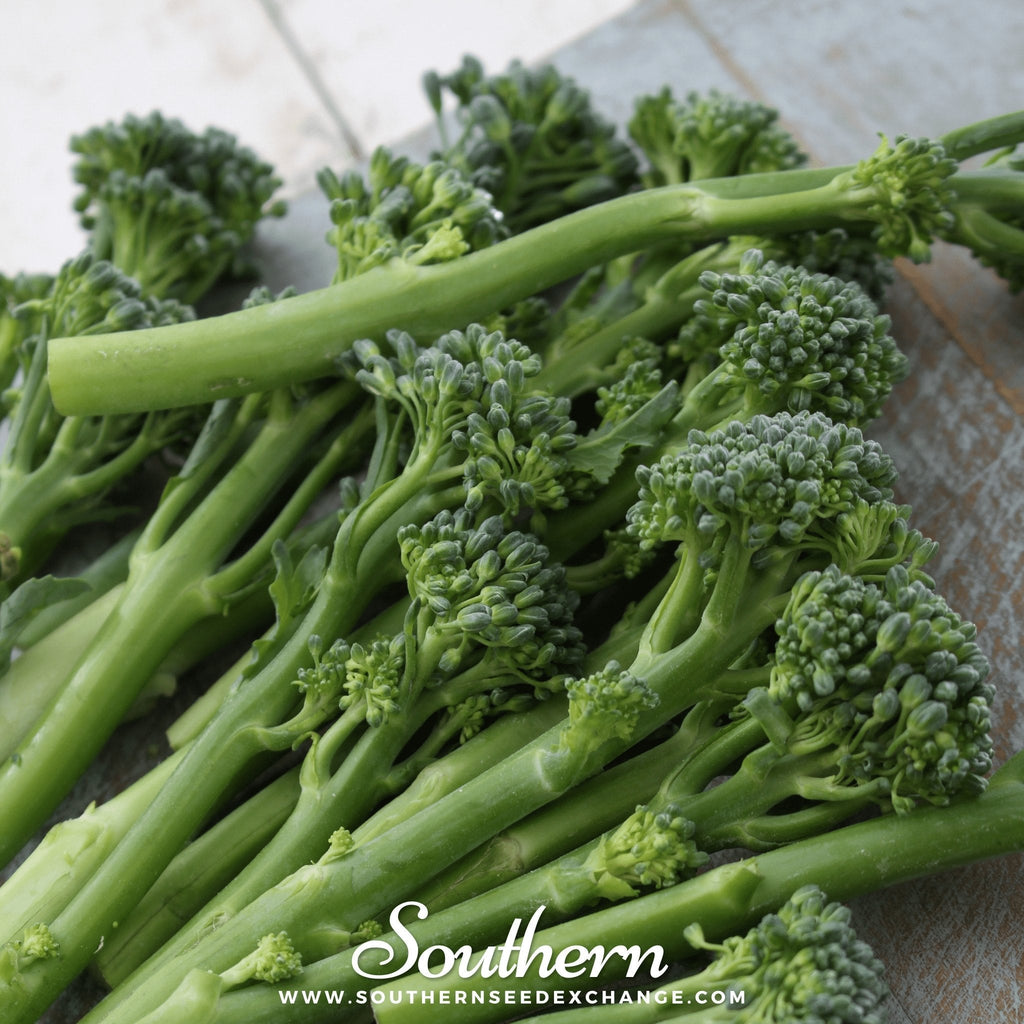 Calabrese Green Broccoli – 100 Seeds | Seeds | Wiccan Center